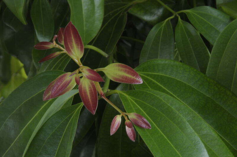 Imagem de Cinnamomum verum J. S. Presl