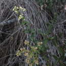 Image of Baccharis racemosa (Ruiz & Pav.) DC.