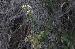 Image of Baccharis racemosa (Ruiz & Pav.) DC.