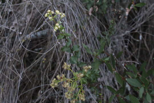 Imagem de Baccharis racemosa (Ruiz & Pav.) DC.