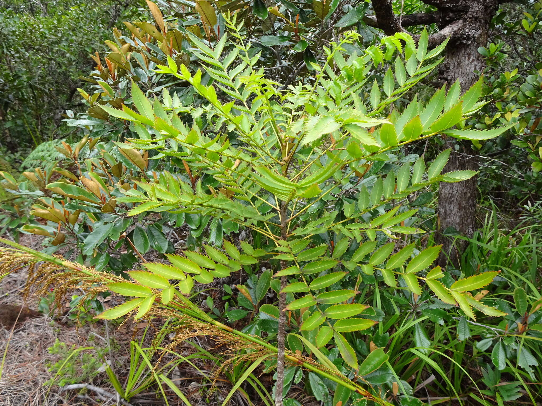 Image of Myodocarpus fraxinifolius Brongn. & Gris