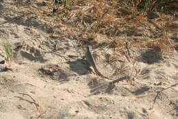 Image of Red-sided Curly-tailed Lizard