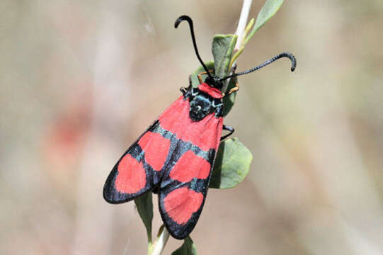 Image of Zygaena cuvieri Boisduval 1828