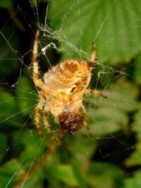 Image of Garden spider