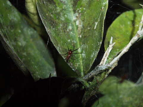 Image of South American social spider