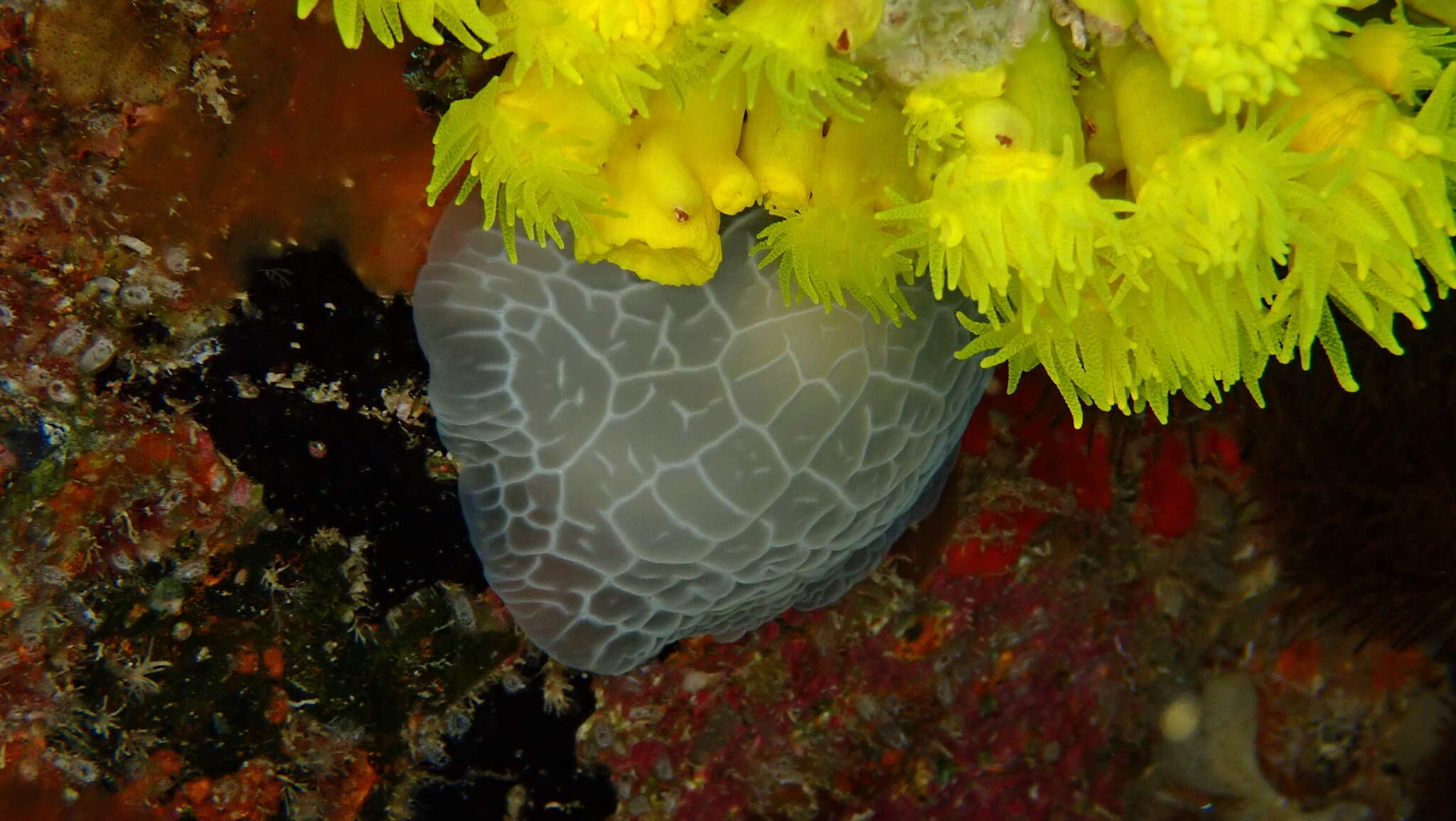 Imagem de Pleurobranchus reticulatus Rang 1832