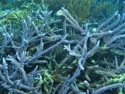 Image of Small base staghorn coral