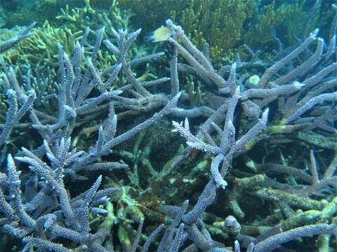 Image of Small base staghorn coral