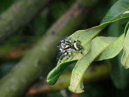 Image of Carrhotus sannio (Thorell 1877)