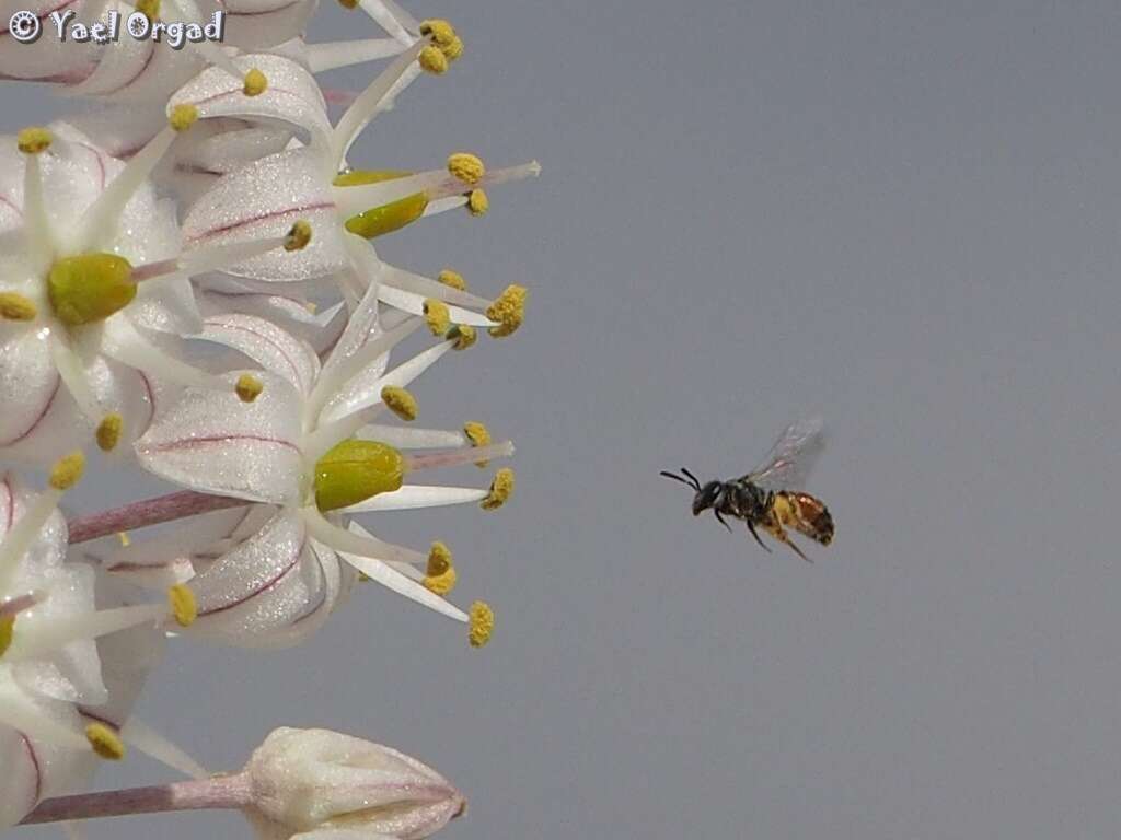 Imagem de Lasioglossum pseudosphecodimorphum (Blüthgen 1923)