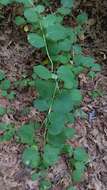 Image of grape honeysuckle