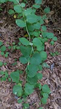 Image de Lonicera reticulata Raf.