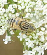 صورة Eristalinus megacephalus (Rossi 1794)