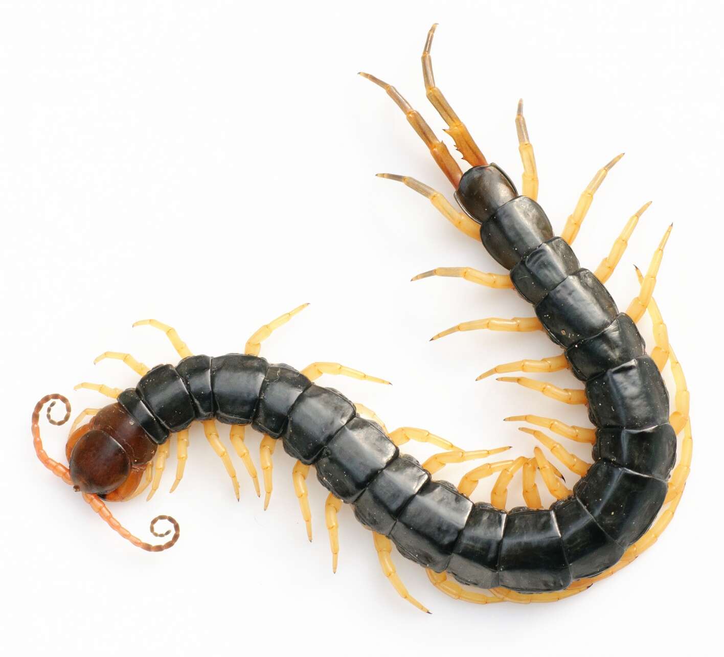 Image of Scolopendra subspinipes mutilans