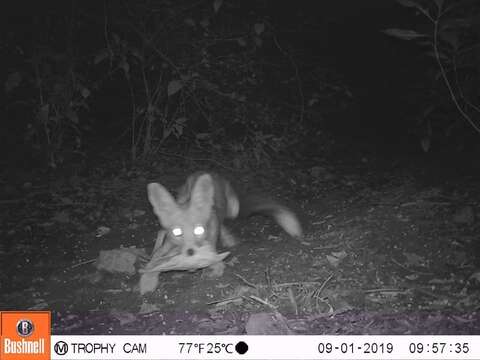 Image of white-footed fox