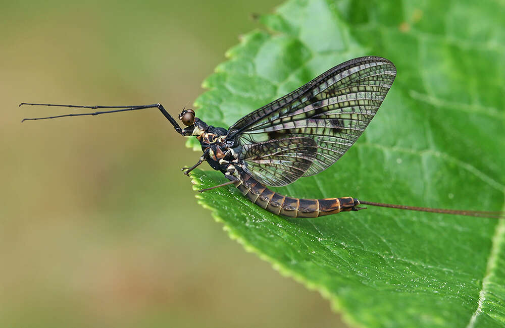 Ephemera vulgata Linnaeus 1758 resmi