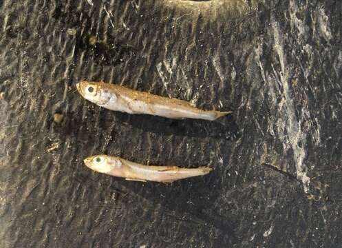 Image of Big-scale Sand Smelt