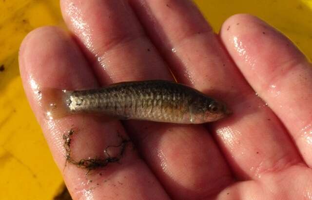 Image of Mediterranean Killifish