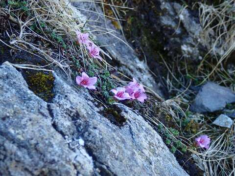 Image of purple mountain saxifrage