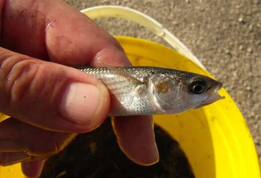 Image of Golden Grey Mullet