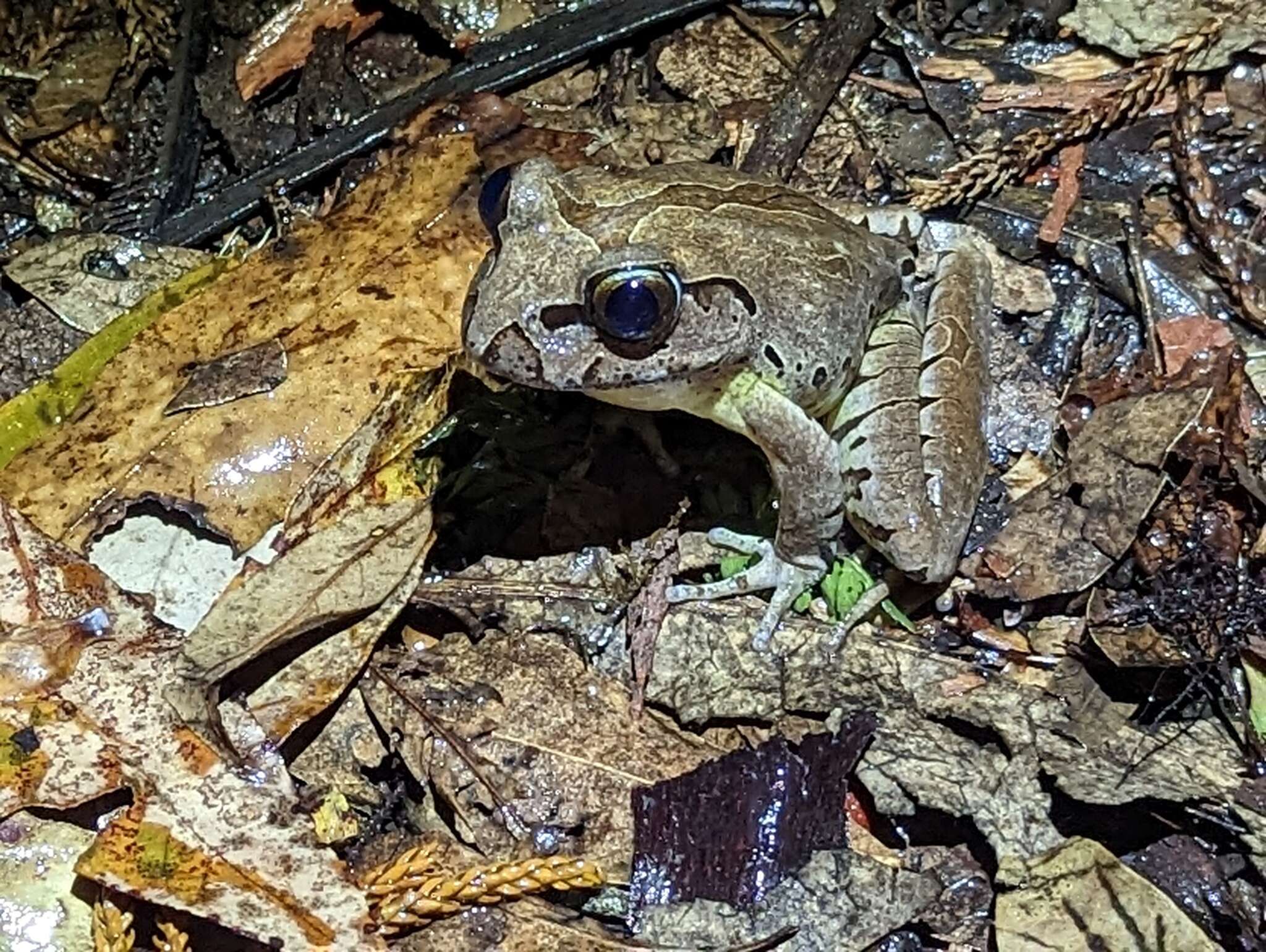 Image of Fleay’s Barred-frog