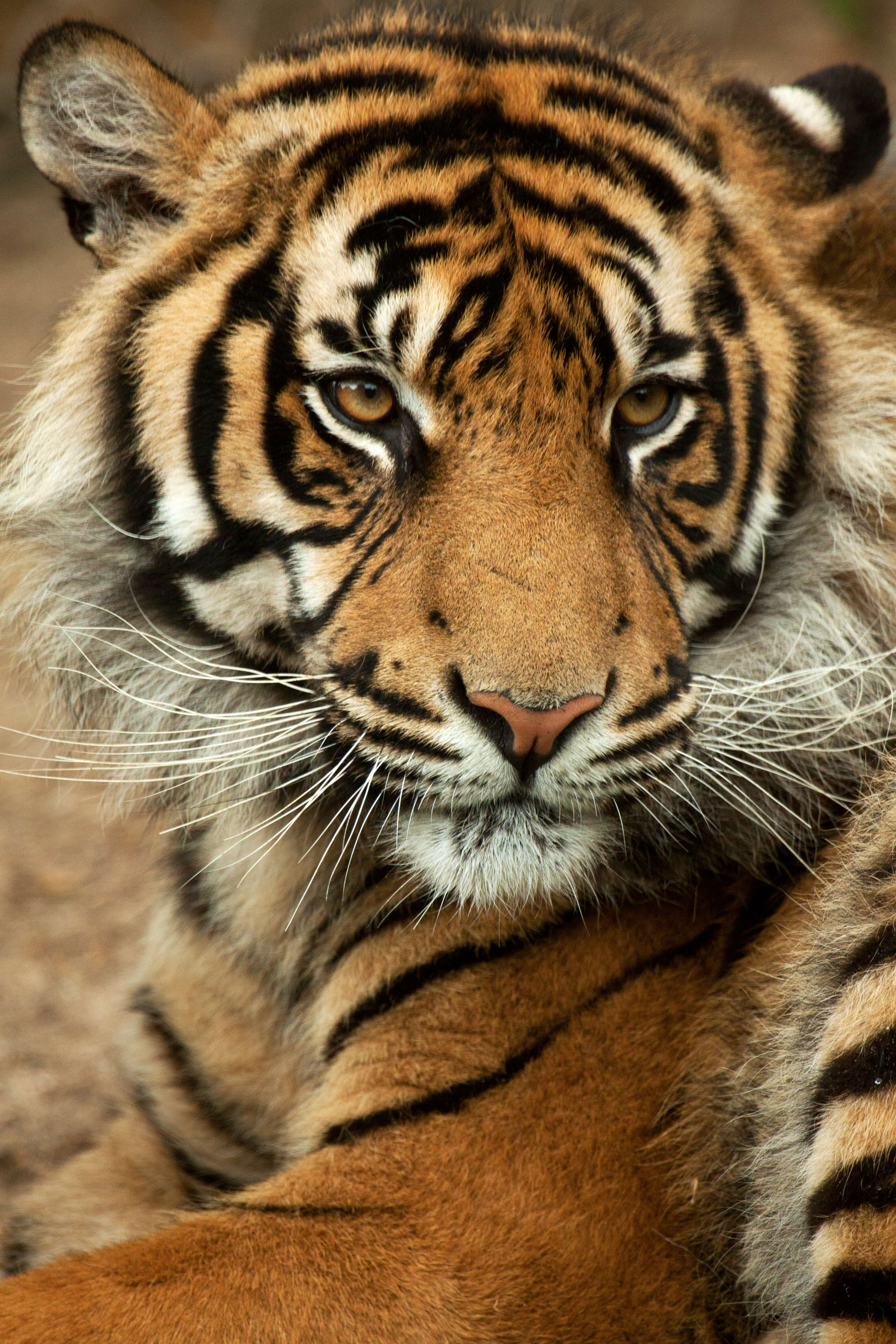 Image of Tiger