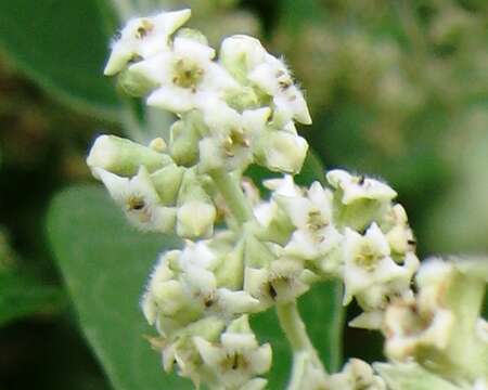 Image of Buddleja cordata Kunth