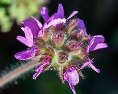 Image of rose scented geranium