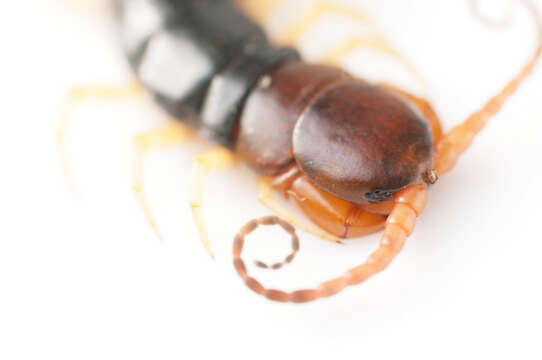 Image of Scolopendra subspinipes mutilans