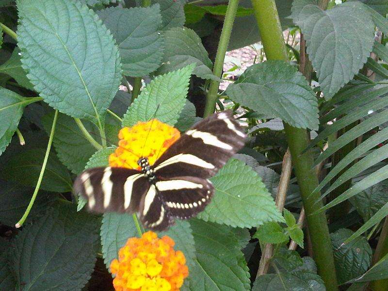 Image of Zebra Longwing