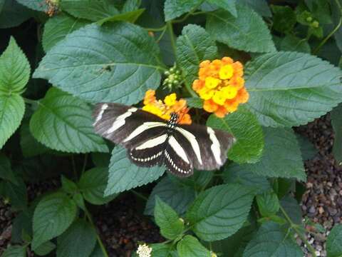 Image of Zebra Longwing