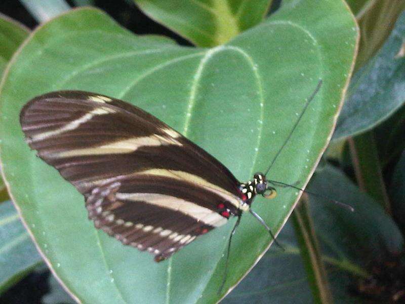 Image of Zebra Longwing