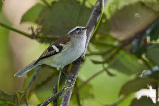 Image of White-banded Tyrannulet