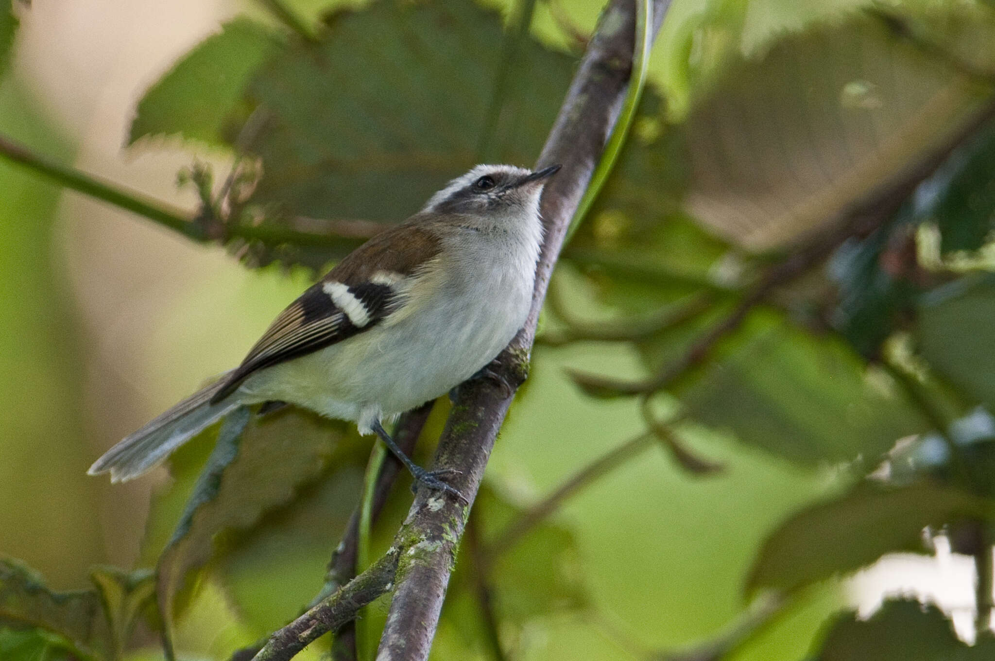 Imagem de Mecocerculus stictopterus (Sclater & PL 1859)