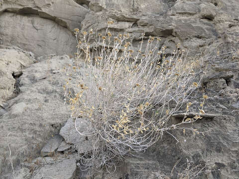 Plancia ëd Xylorhiza cognata (H. M. Hall) T. J. Watson