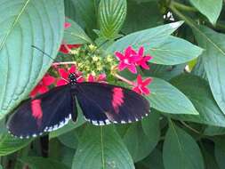 Image of Crimson Patched Longwing