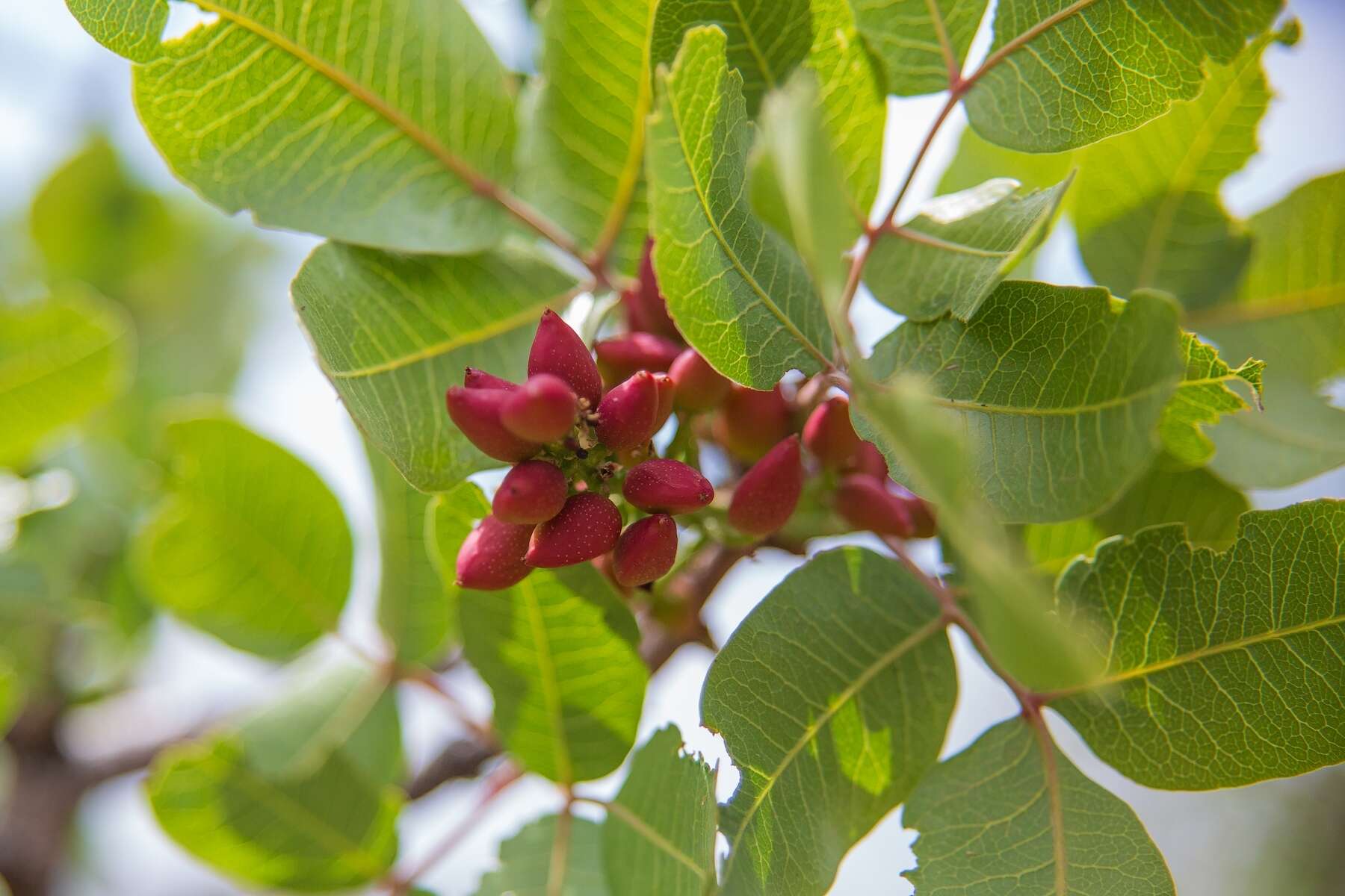 Image of pistachio nut