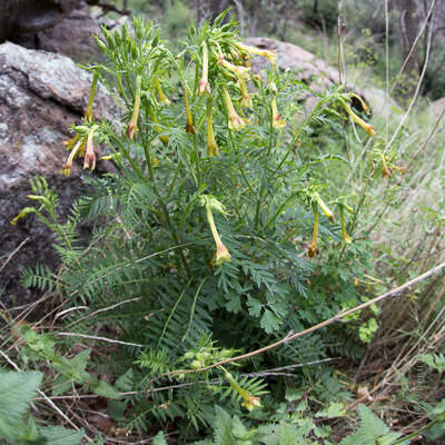 Image of fewflower Jacob's-ladder