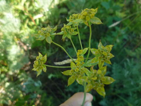 Image of Bupleurum sibiricum Vest ex Roem. & Schult.