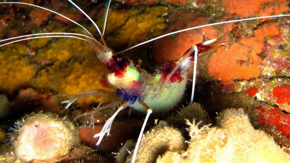 Image of Banded Coral Shrimp