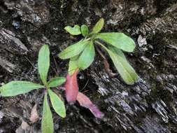 Image of Hieracium morii Hayata