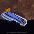 Image de Chromodoris lochi Rudman 1982