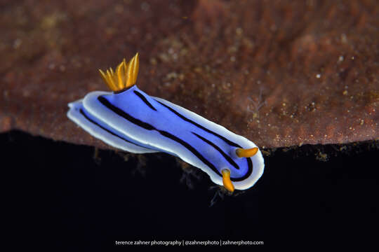 Image of Pale pink white black slug