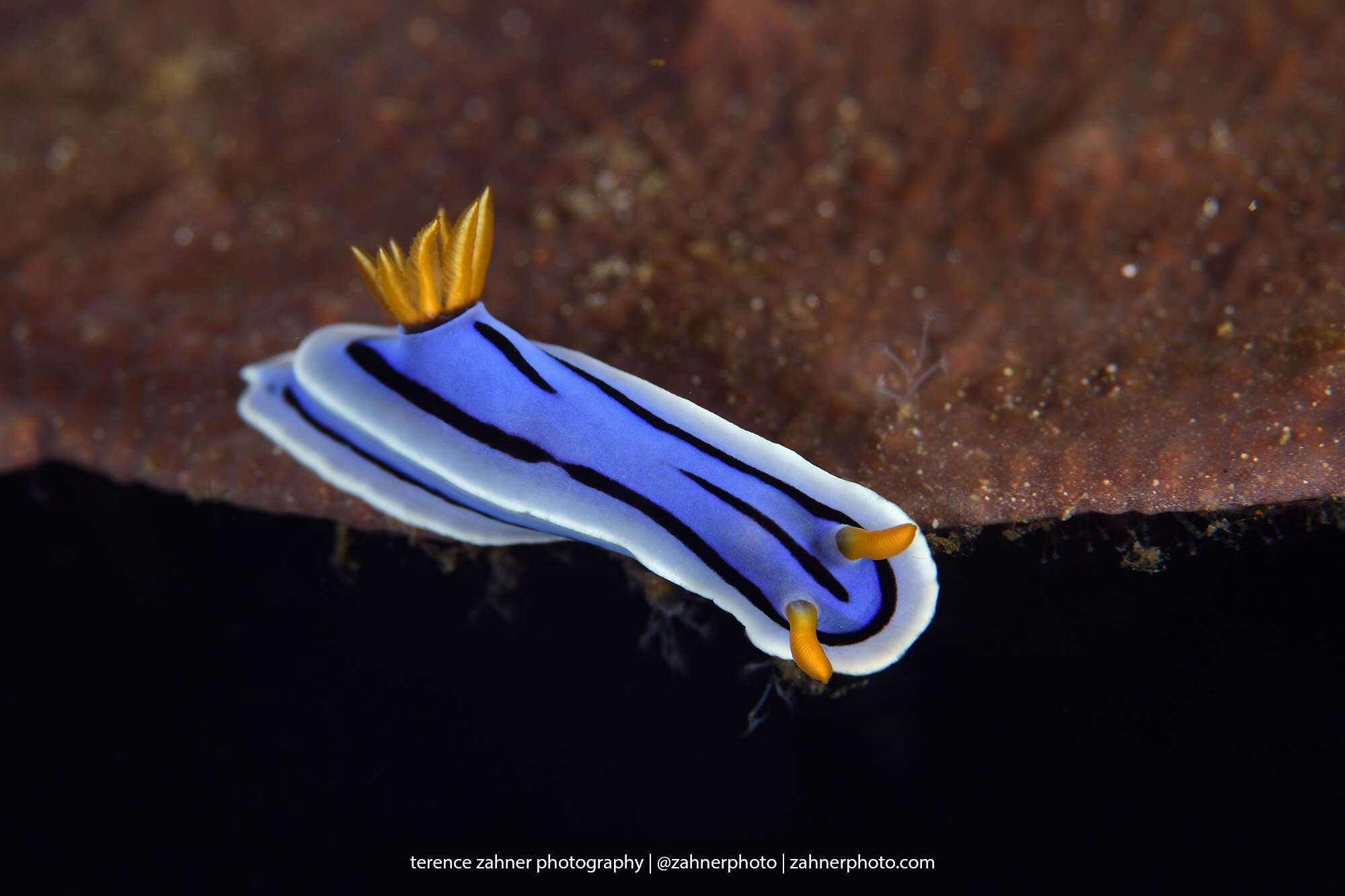 Image de Chromodoris lochi Rudman 1982