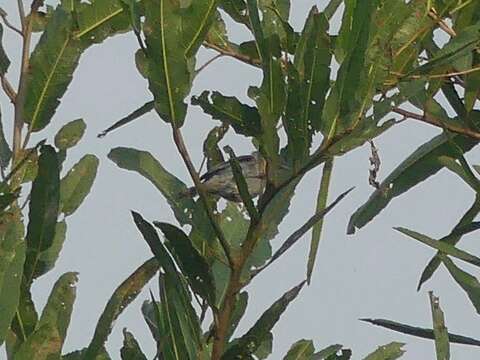 Image of Bicolored Conebill