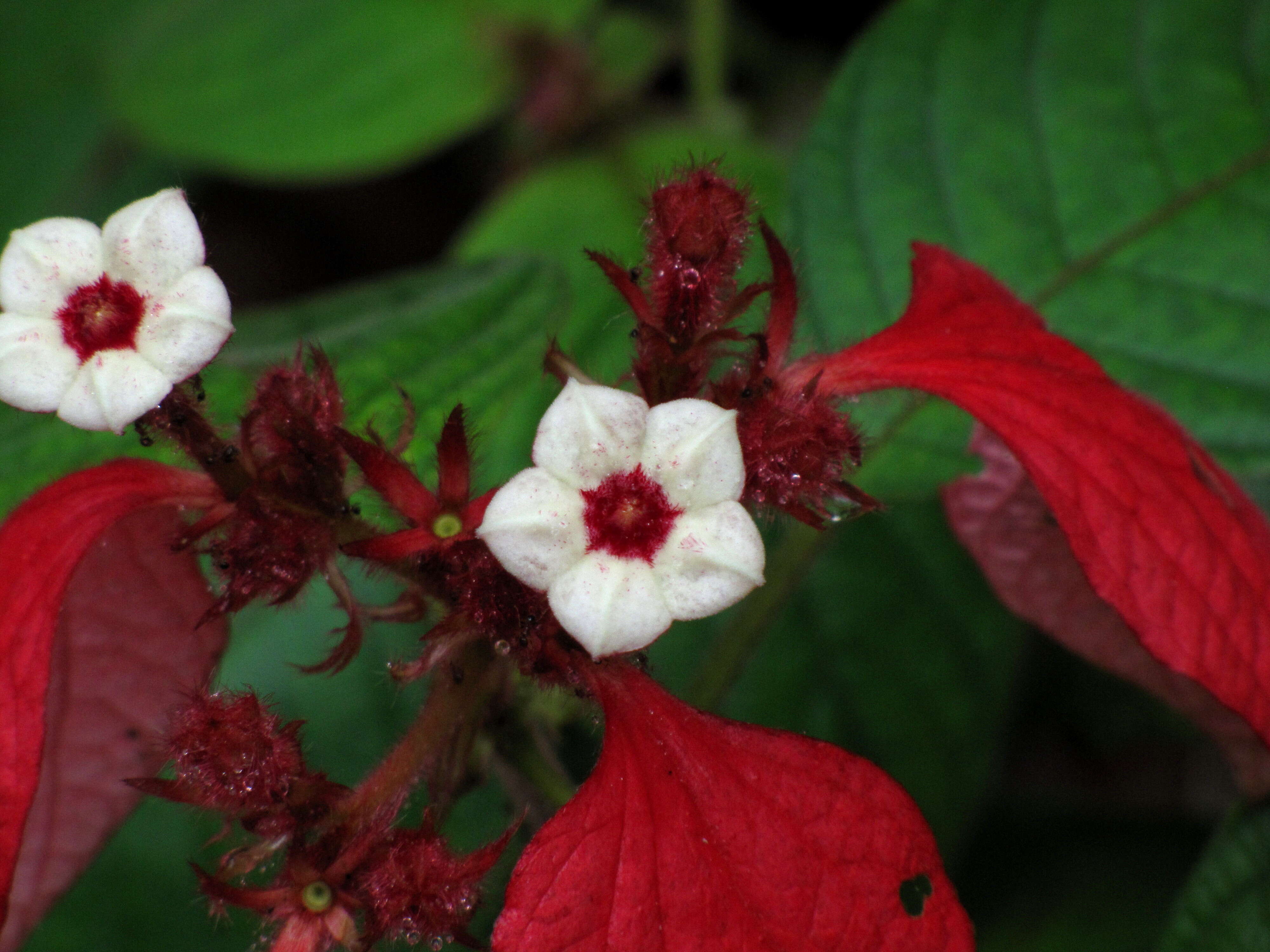 Image of red mussaenda