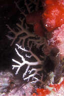 Image of Rose Lace Coral