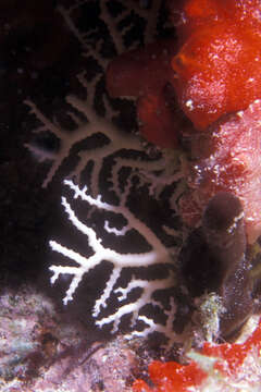 Image of Rose Lace Coral