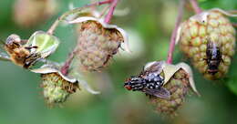 Image of Raspberry