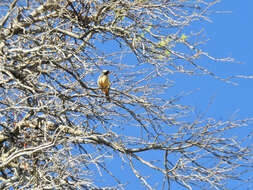 Image of Golden-billed Saltator